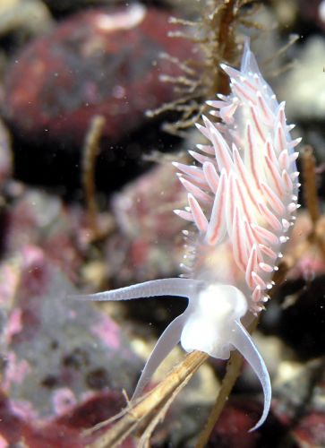 Photo of Flabellina trophina by <a href="http://www.naturediver.com">Derek Holzapfel</a>